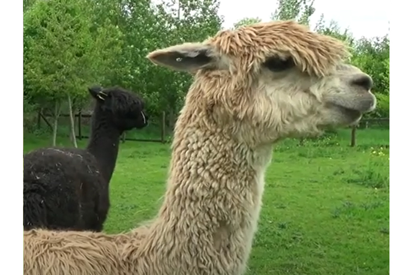 Hope Nature Centre Promotional Video