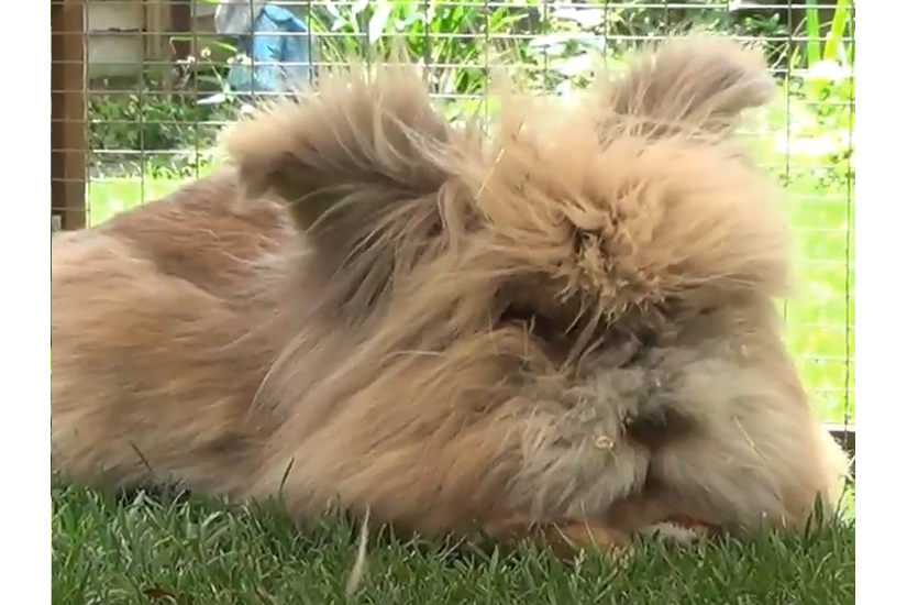 Rustic Rabbit Retreat